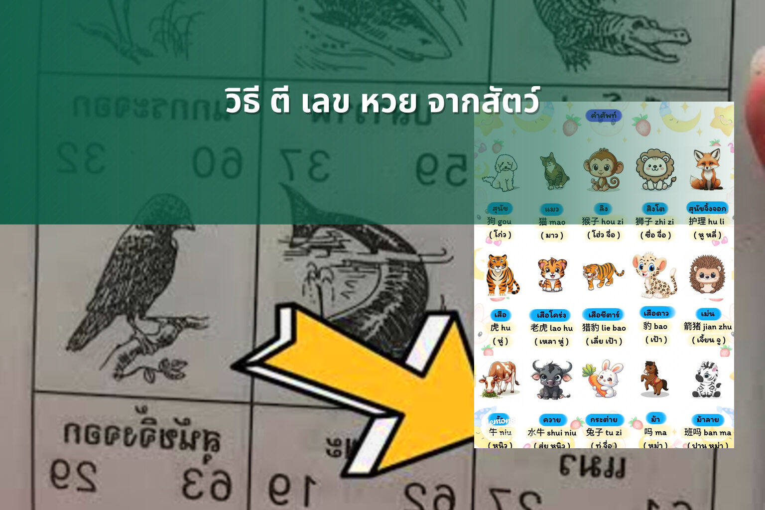 วิธี ตี เลข หวย จากสัตว์ - หวย